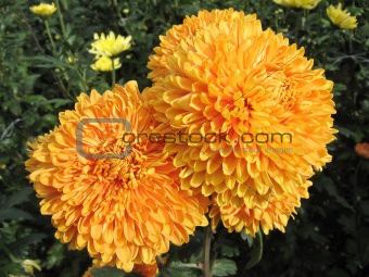 beautiful big orange chrysanthemums