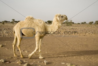 A white  camel in the desert in Africa