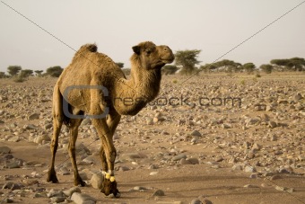 A brown camel hindered forelegs, in the desert in Africa