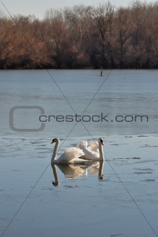Two lovely swans