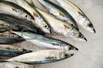 Fresh mackeler fish, market of Madeira, Portugal