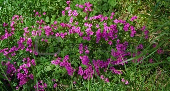 Purlple wildflowers