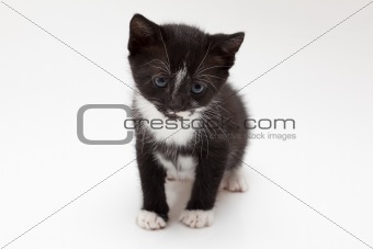 Little black kitten