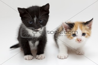 Two small cats