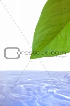 leaf and water