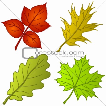 Leaves of plants, set