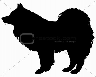 The black silhouette of a Samoyed Dog