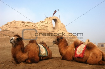 Camels at the relics of an ancient castle