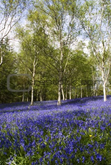 Bluebell woodlands