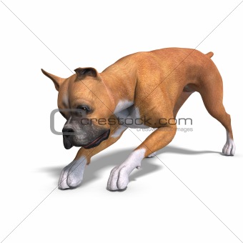 German Boxer Dog