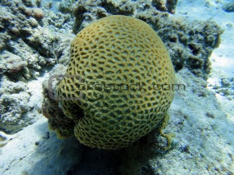 Globular coral