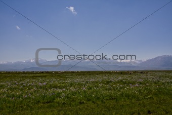 Field and mountains