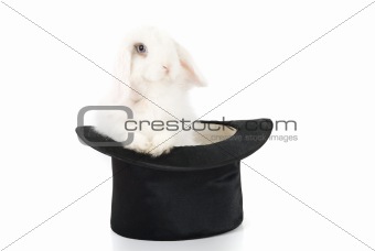 rabbit and black hat