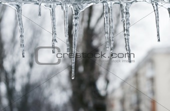 Thawing icicles
