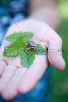 little frog on womans hand