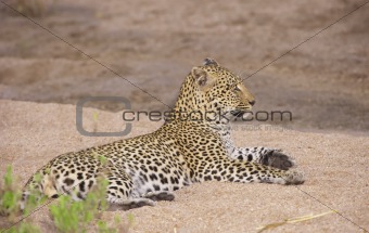Leopard resting on sand