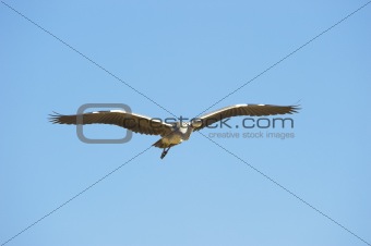 Grey Heron bird