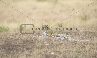 Leopard resting in savannah