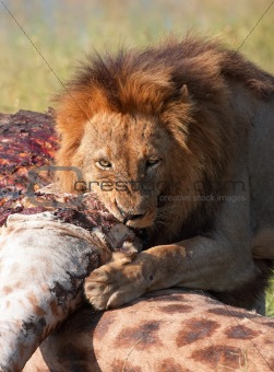 Single Lion (panthera leo) eating in savannah