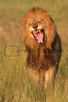 Lion (panthera leo) in savannah