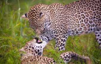 Two leopard playing in savannah