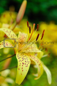 Beautiful yellow lilly flower outdoors. blurred background