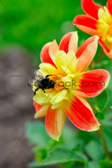 Little bee on beautiful red and yellow flower outdoors