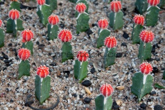 Cactuses with red head and needle