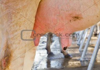Cow udder in farm