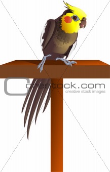Male cockatiel perched