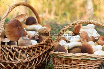 basket with porcini mushrooms