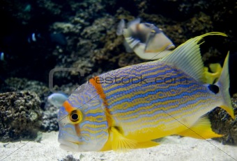 Tropica fish