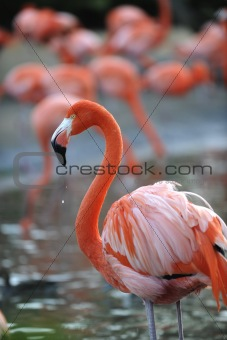 Portrait of a pink flamingo with drops.