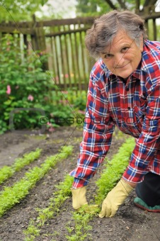 Senior woman gardening - weeding carrot