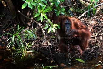 The orangutan drinks water. 
