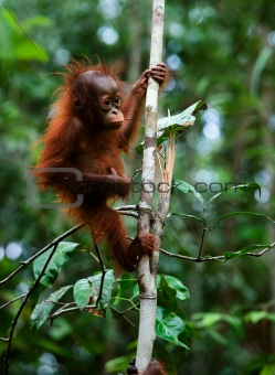 Baby orangutan (Pongo pygmaeus).  