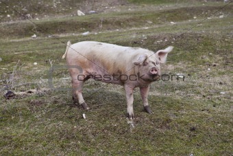 swine sow pig