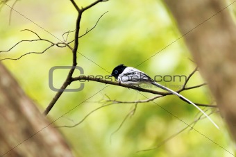 White-Morph Asian Paradise Flycatcher (Terpsiphone paradisi) Perched on Tree Branch