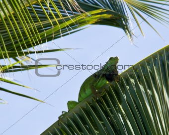 Iguana in palm tree