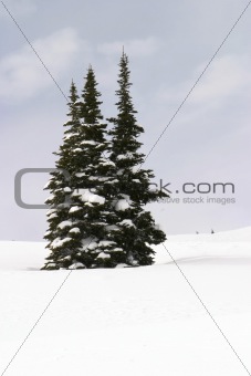Three Snowy Trees