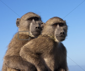 Two Baboons Together