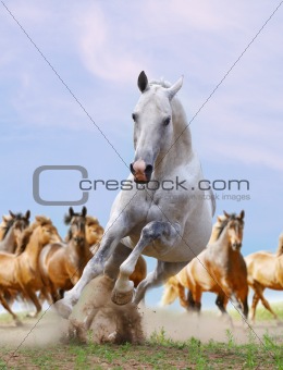 white horse and herd