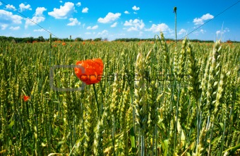 poppy on wheat field