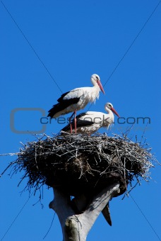 couple of storks