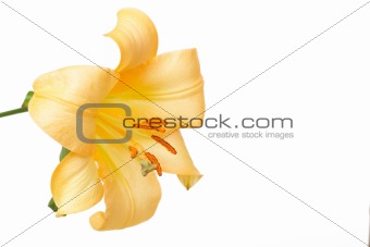 Beautiful yellow tiger lilly on white