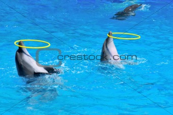 Two dolphins playing with rings