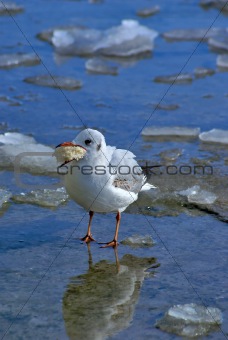 Small sea gull with piece of bread at the beak