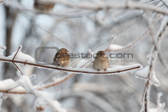 Two sparrows on the tree