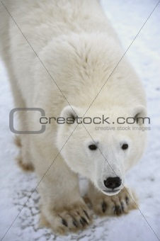 Portrait of a polar bear