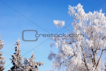 Trees covered in rime